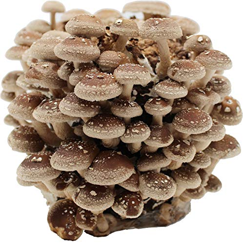 Bio Shiitake Pilzzuchtkultur Compact - Zuchtkultur für die eigene Pilzzucht