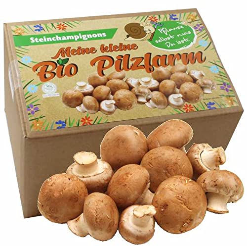 Bio Steinchampignon Komplettset 5kg - Pilze selber züchten