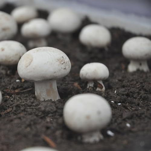 150 pcs champignons selber züchten, Pilz samen, gemüse pflanzen, winterharte pflanzen für garten champignons samen - Agaricus bisporus - samen, garten geschenke pflanzensamen gemüse,