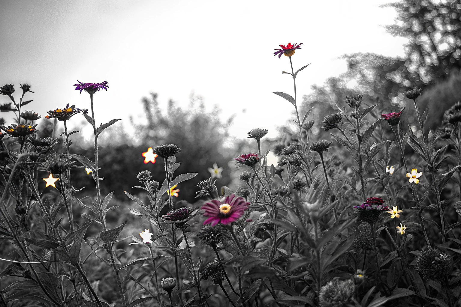 Wildblumen aus Saatgut Konfetti