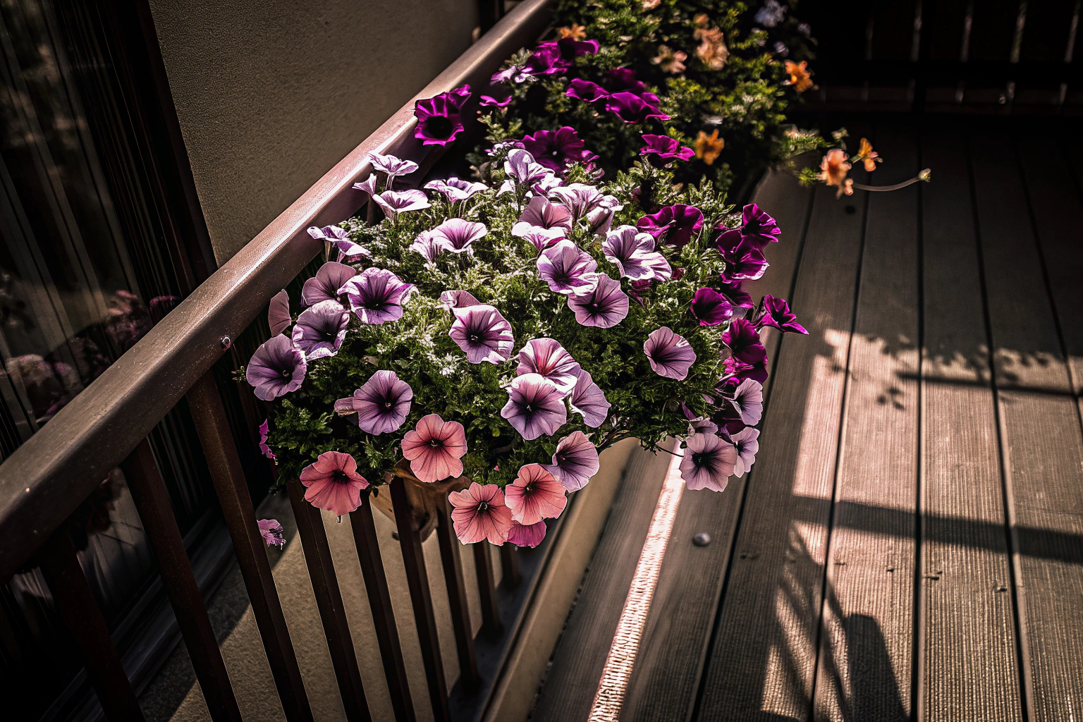 Blumenblüte auf Balkon