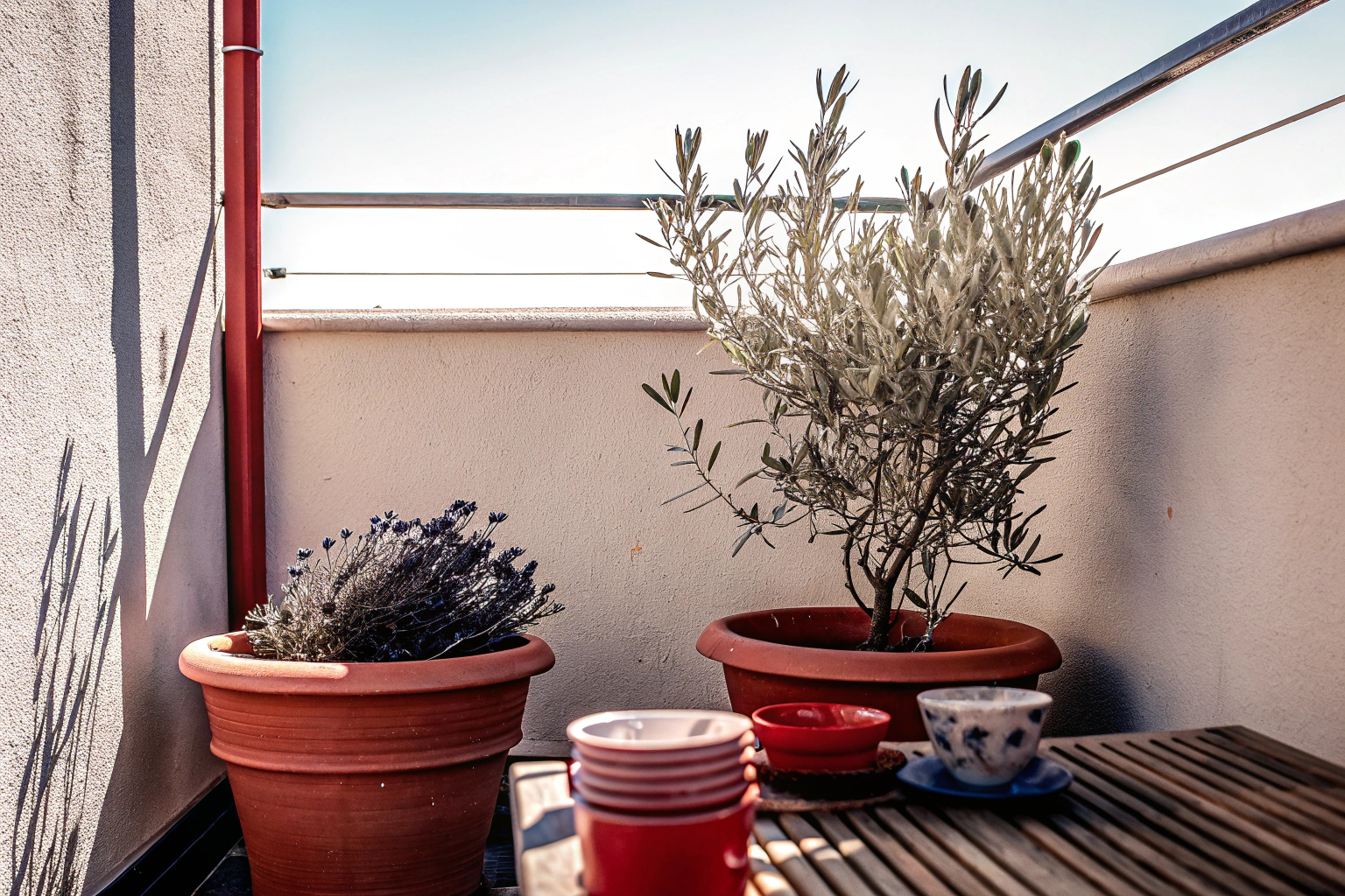 Olivenbaum auf Balkon