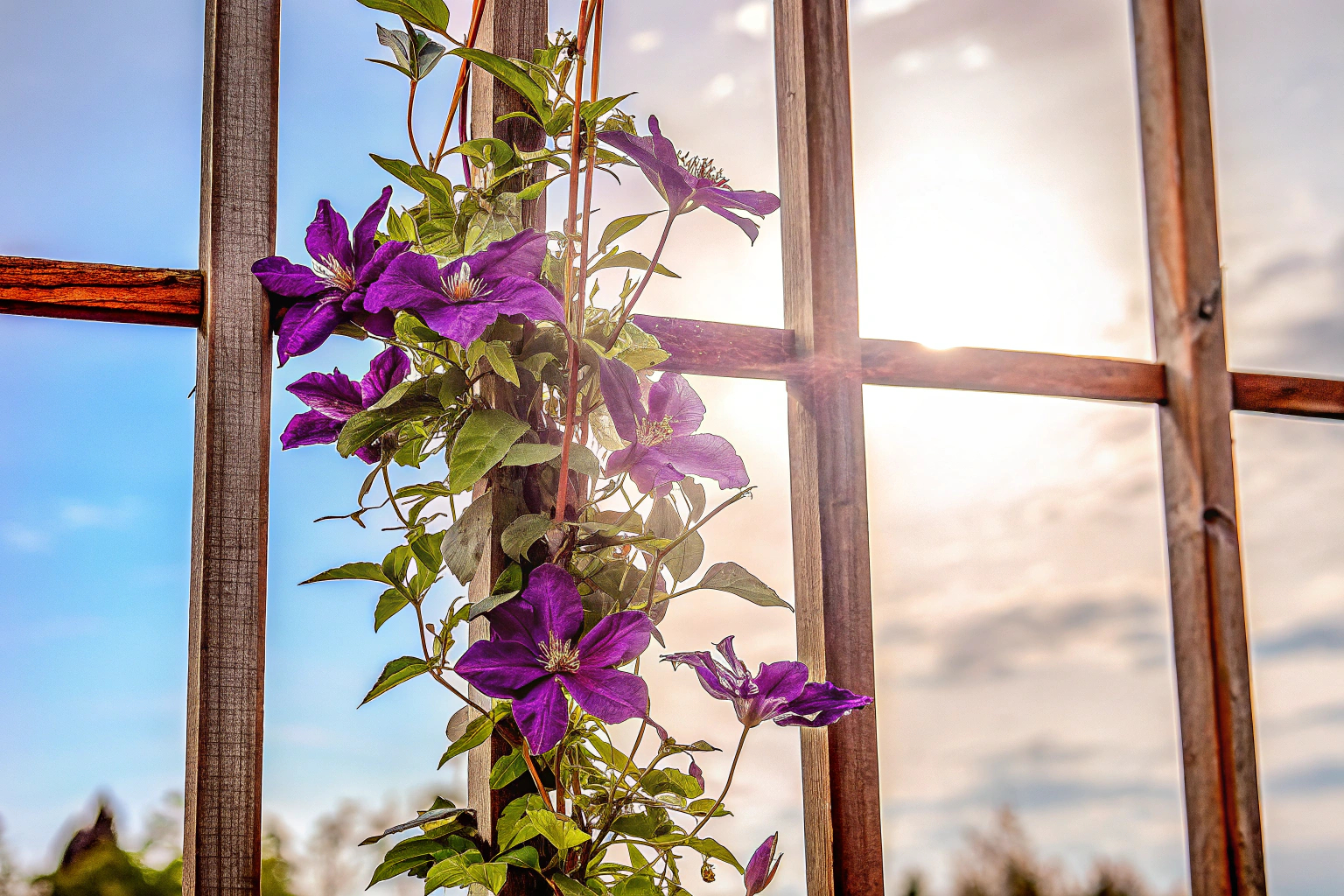 Clematis Kletterpflanze