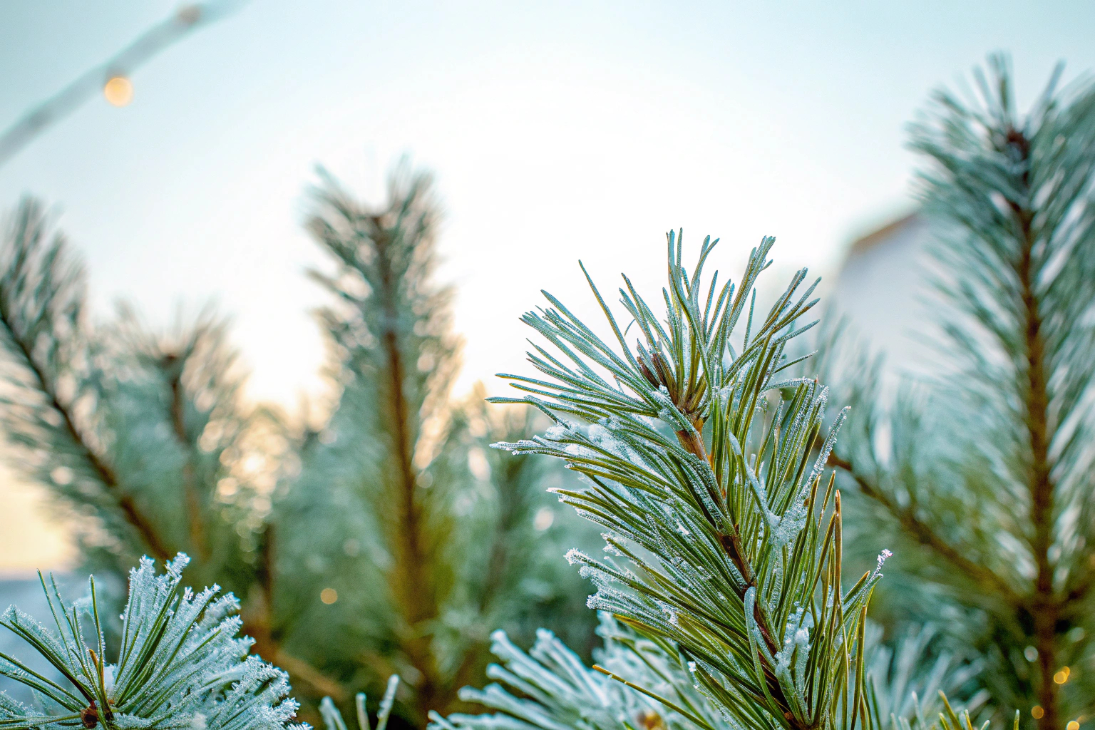 Detailaufnahme von künstlichen Weihnachtsbaumzweigen