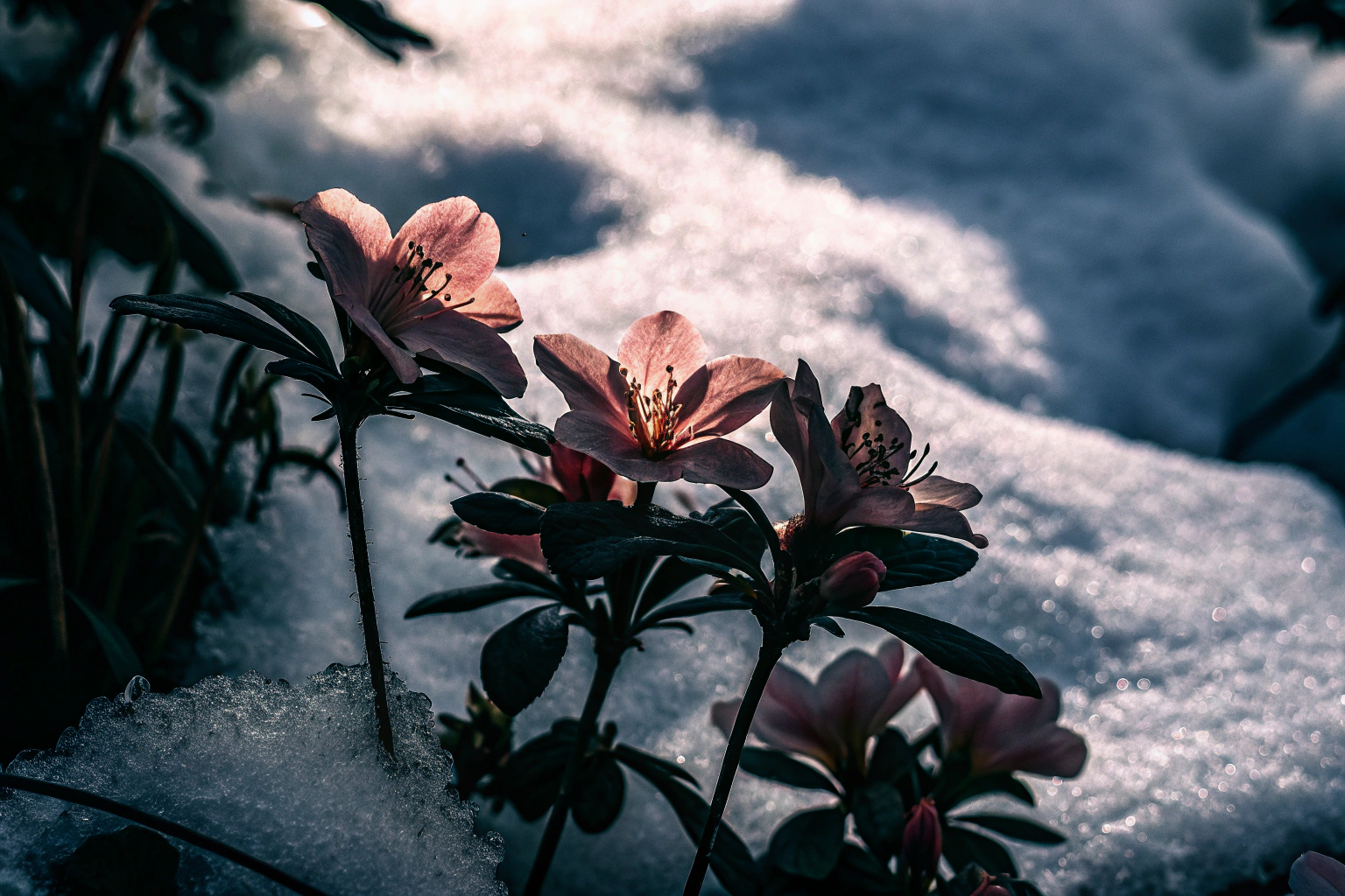 Winterblumen im Schnee