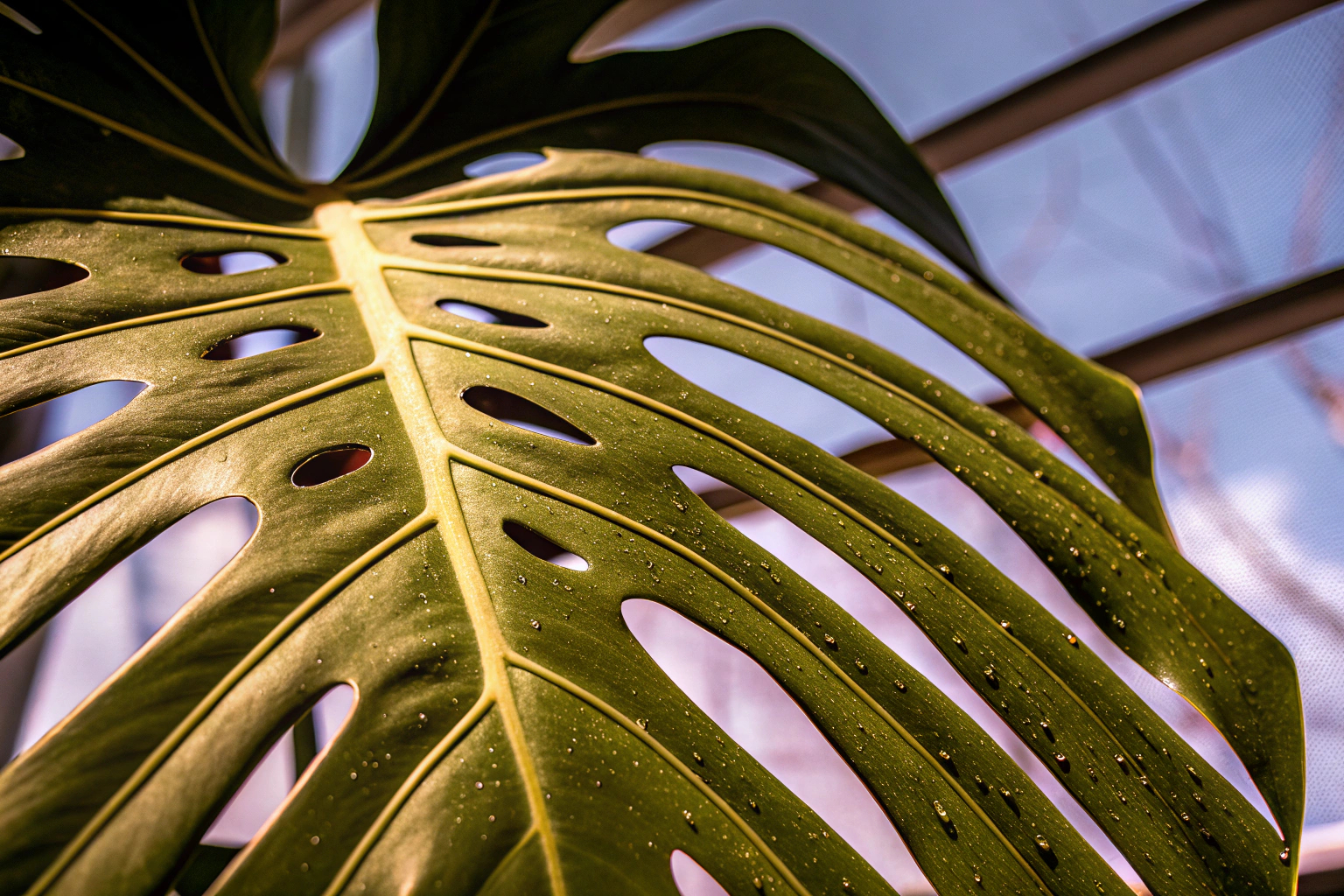 Monstera Deliciosa