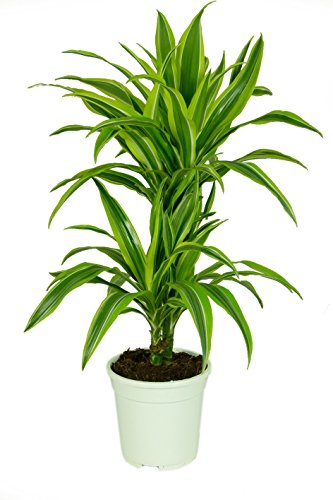 Dracaena deremensis 'Lemon Lime'