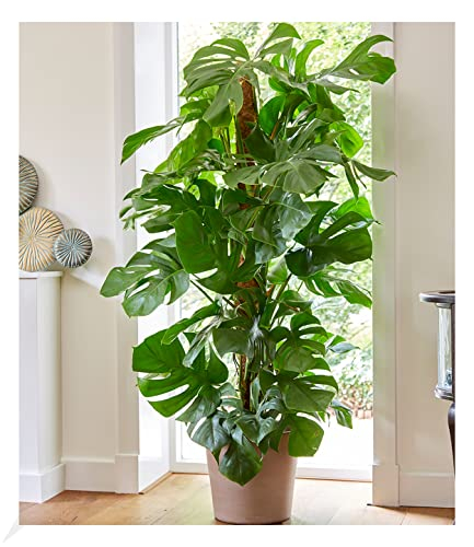 BALDUR Garten Monstera - Fensterblatt