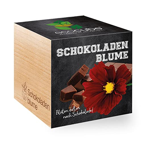 Feel Green 296251 Ecocube Schokoladenblume