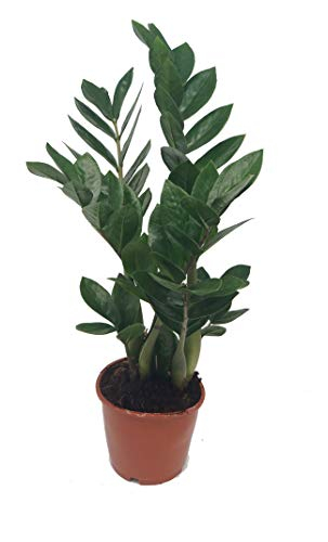 Glücksfeder (Zamioculcas zamiifolia)