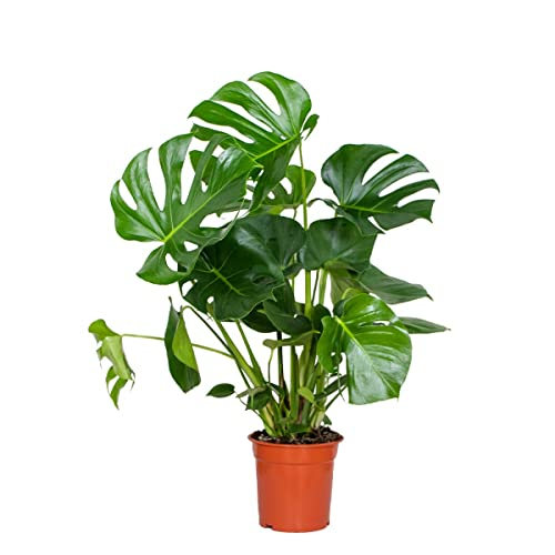 Monstera Deliciosa - Fensterblatt