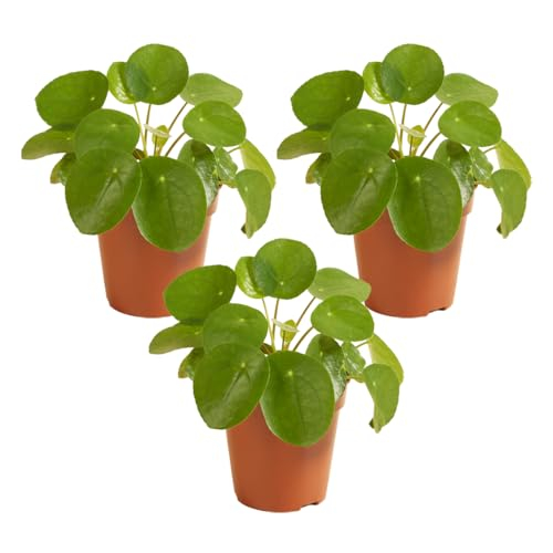 Bloomique - 3er Set - Pilea Peperomioides - Chineser Geldbaum