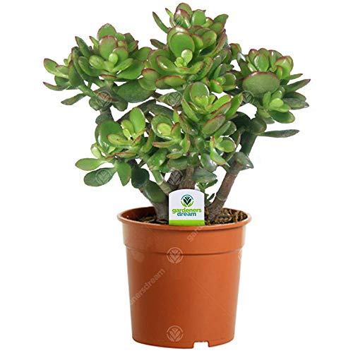 Gardeners Dream Crassula Ovata - Geldbaum