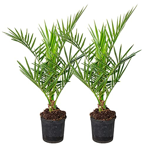 Bloomique - 2er Set - Phoenix Canariensis - Kanarische Dattelpalme