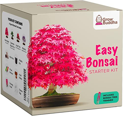 Grow Buddha Bonsai Starter Kit